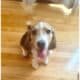Beagle Puppy Male
