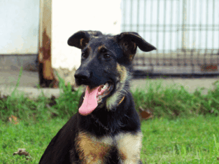 German Shepherd Dog Puppy-Amarillo