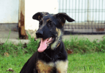 German Shepherd Dog Puppy-Amarillo
