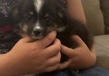 True Toy Australian Shepherd