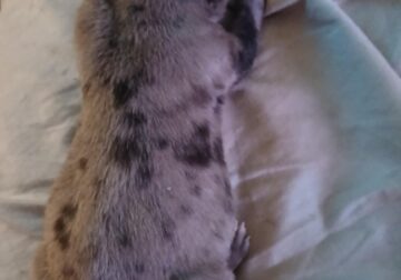 Catahoula merle puppies