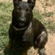 Female Belgian Shepard