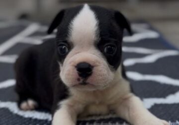 boston puppies for sale