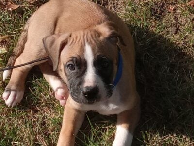 For sale 700.00 for our one old pitbull good home