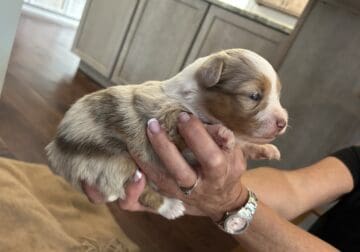 Toy aussie – red Merle female