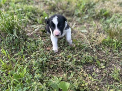 Border Collie Puppies