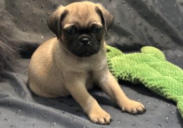 Fawn Pugs
