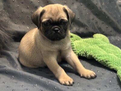 Fawn Pugs