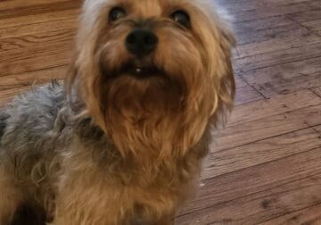 Yorkie Adult Female