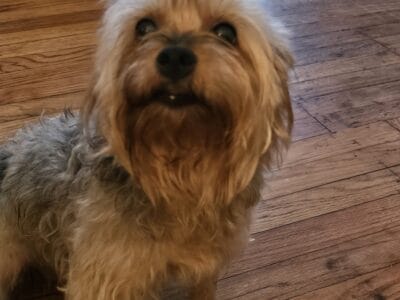 Yorkie Adult Female