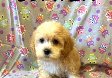 Slater Male Cockapoo Puppy
