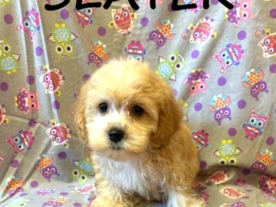 Slater Male Cockapoo Puppy