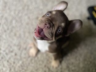 AKC Female Rojo & Tan French Bulldog Puppy