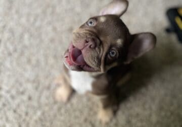 AKC Female Rojo & Tan French Bulldog Puppy