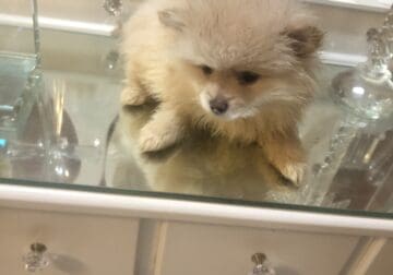 Pomeranian needs rehoming