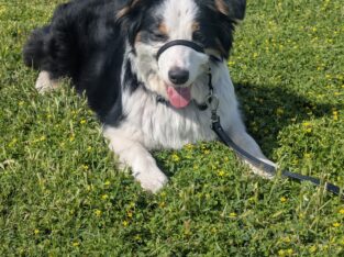 Black Tri Australian Shepherd