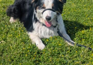 Black Tri Australian Shepherd