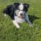 Black Tri Australian Shepherd