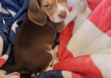 Beagle puppies Male#3
