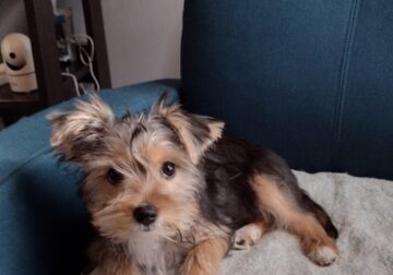 Female Yorkie
