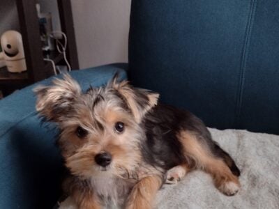 Female Yorkie