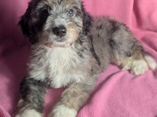 Double Doodle Puppies