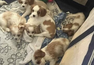 Cavachan puppies