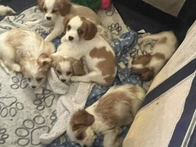 Cavachan puppies