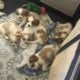 Cavachan puppies