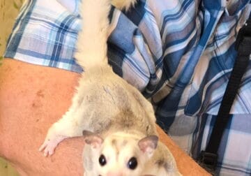 Male Sugar Glider