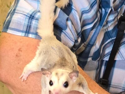 Male Sugar Glider