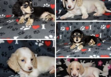 Dachshund Miniature Puppies Pet AKC