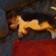 Litter of 8 basset hounds