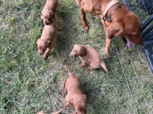 Purebred irish setters