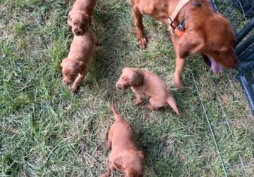 Purebred irish setters