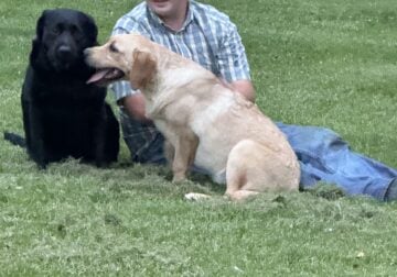 Yellow Lab with very sweet personality