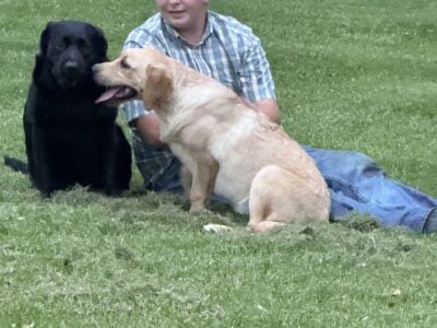 Yellow Lab with very sweet personality