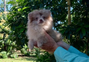 Rare Chocolate Merle Pomeranian Puppy Male