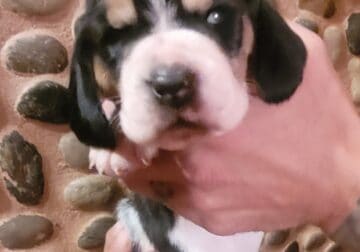 Akc Basset hound puppies