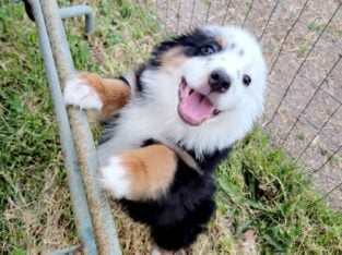 Black tri mini aussie