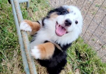 Black tri mini aussie
