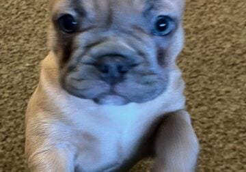9 week old Akc french bulldog puppies