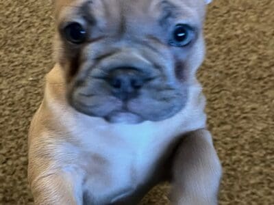 9 week old Akc french bulldog puppies
