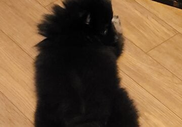 Loves to play