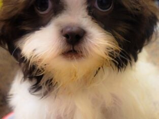 LIMERICK NEEDS A HOME!