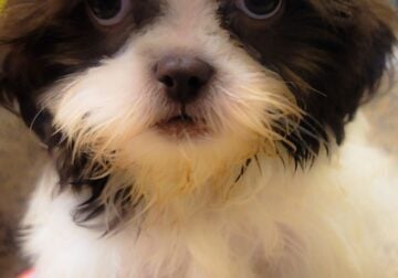 LIMERICK NEEDS A HOME!