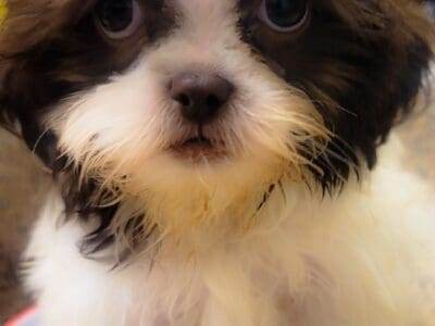 LIMERICK NEEDS A HOME!