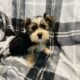Male Yorkies