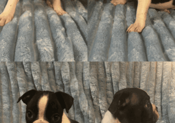 Boston terrier puppies