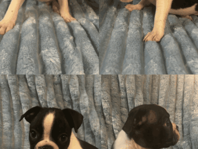 Boston terrier puppies